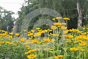 Topinambour flowers