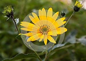 Topinambur. Jerusalem artichoke