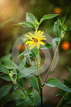 topinambur or jerusalem artichoke plant with blossom in fall