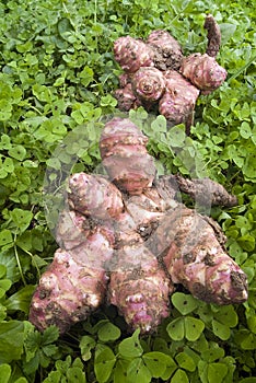 Topinambur roots of freshly picked (Helianthus tuberosus) photo