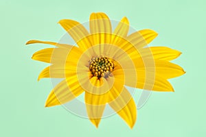 Topinambur yellow flower Jerusalem artichoke one flowerhead with yellow petals on green background