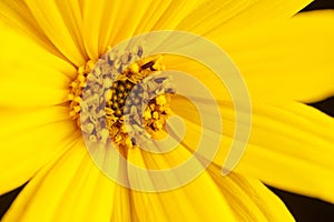 Topinambur yellow flower macro photo of Jerusalem artichoke petals, pistil and stamen