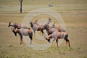Topis Antelope on the plains