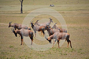 Topis Antelope on the plains photo