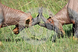 Topis engaged in a territorial fight photo