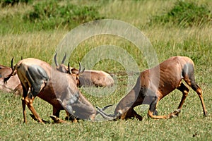 Topis, Maasai Mara Game Reserve, Kenya photo