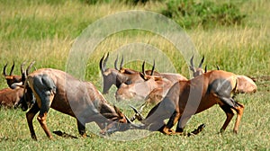 Topis, Maasai Mara Game Reserve, Kenya photo