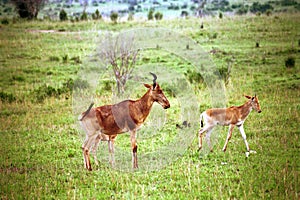 Topis, Maasai Mara Game Reserve, Kenya