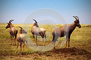 Topis on savanna plains in Kenya - Masai Mara national park photo