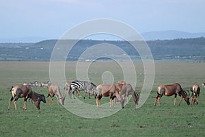 Zebra and topis standing in the african savannah. photo