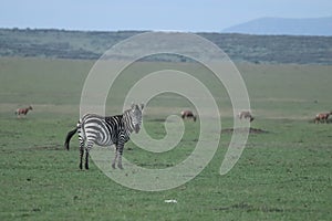 Zebra and topis standing in the african savannah. photo