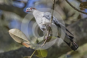 Topknot Pigeon