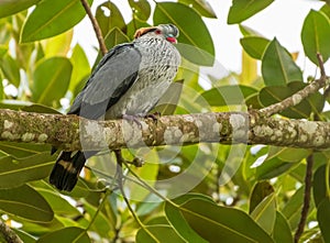 Topknot Pigeon Lopholaimus antarcticus perched in a fig tree