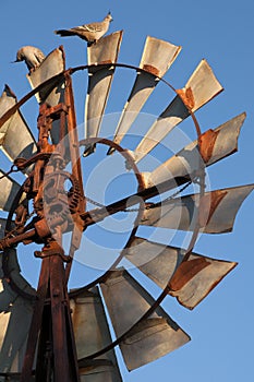 Topknot pigeons on top of windmill in the late afternoon sun