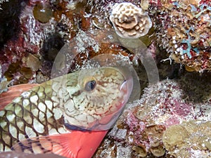 Toplight parrotfish,.Sparisoma viride ,parrotfish