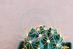 The topmost cactus on a purple