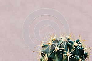 The topmost cactus on a purple