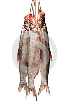 Topmouth culter photo