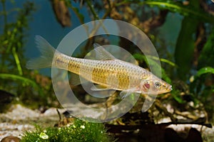 Topmouth gudgeon, aggressive dominant freshwater fish from East, master of biotope aquarium in full beauty
