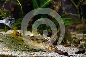 Topmouth gudgeon, aggressive freshwater dwarf fish from East Asia show natural behaviour, search for food in biotope planted aqua