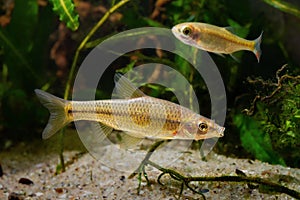 Topmouth gudgeon, aggressive solitary freshwater dwarf fish from East in biotope planted aqua