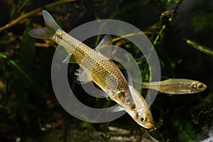 Topmouth gudgeon aggressively attacks juvenile common rudd for tresspass its territory, freshwater fishes in biotope aquarium