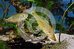 Topmouth gudgeon, common freshwater dwarf fish from East, highly adaptable and enduring species search and find tasty food