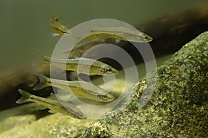 Topmouth Gudgeon - Pseudorasbora parva, the flock under water