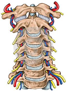 Topographic relationship of the spinal nerve and vertebral artery