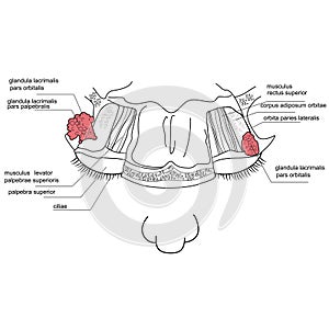 Topography of the lacrimal gland - a top view