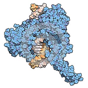 Topoisomerase I topo I DNA binding enzyme. Target of a number of chemotherapy drugs used against cancer.