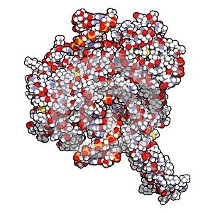 Topoisomerase I topo I DNA binding enzyme. Target of a number of chemotherapy drugs used against cancer. 3D rendering. Atoms are