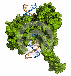 Topoisomerase I topo I DNA binding enzyme. Target of a number of chemotherapy drugs used against cancer. 3D rendering. Cartoon.