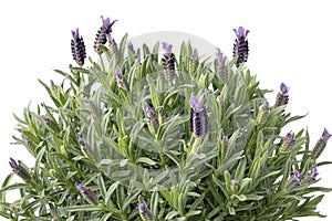 Topped lavender plant growing in spring time close up on white background