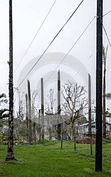 Topped off palm trees and gases escaping earth, Leilani Estate, Hawaii, USA