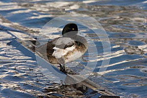 Topper, Greater scaup, Aythya marila