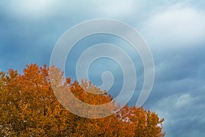 The tops of aspen trees in autumn