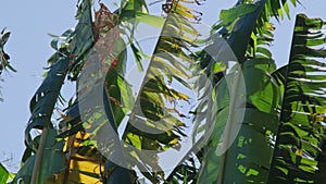 The tops of banana trees and green banana leaves were blown by the wind against the blue sky. Banana leaves damaged by strong wind