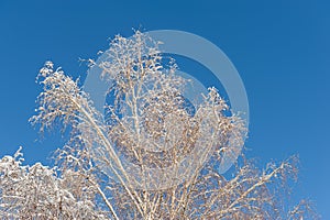 Tops of birch trees are covered with fresh snow