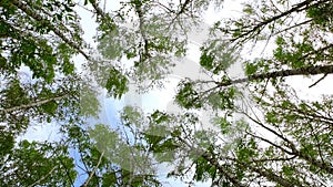 Tops of birches with green leaves sway from a strong wind.