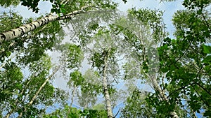 Tops of birches with green leaves sway from a strong wind.