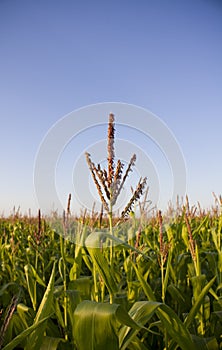 Tops of corn stalks