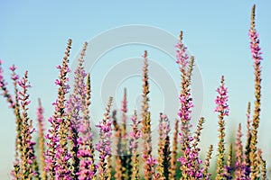 Tops of dark pink Purple Loosestrife flowers from close