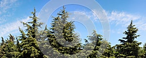Tops of fir-trees on bright summer day