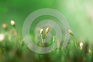 Tops of forest moss, macro photo