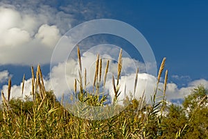 Tops of giant reed plants on a blue sky with soft white clouds