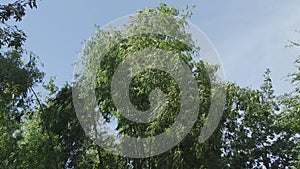  Tops of high bamboo plants swinging in the wind