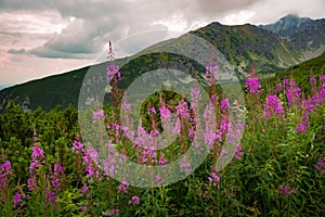 Kvetoucí příroda Vysokých Tater, Štrbské pleso, Slovensko, nedotčená příroda
