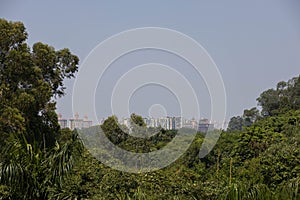 The tops of the houses are barely visible behind the lush green trees