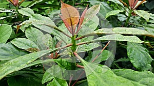 The tops and leaves of a stone rose, drenched with rain.